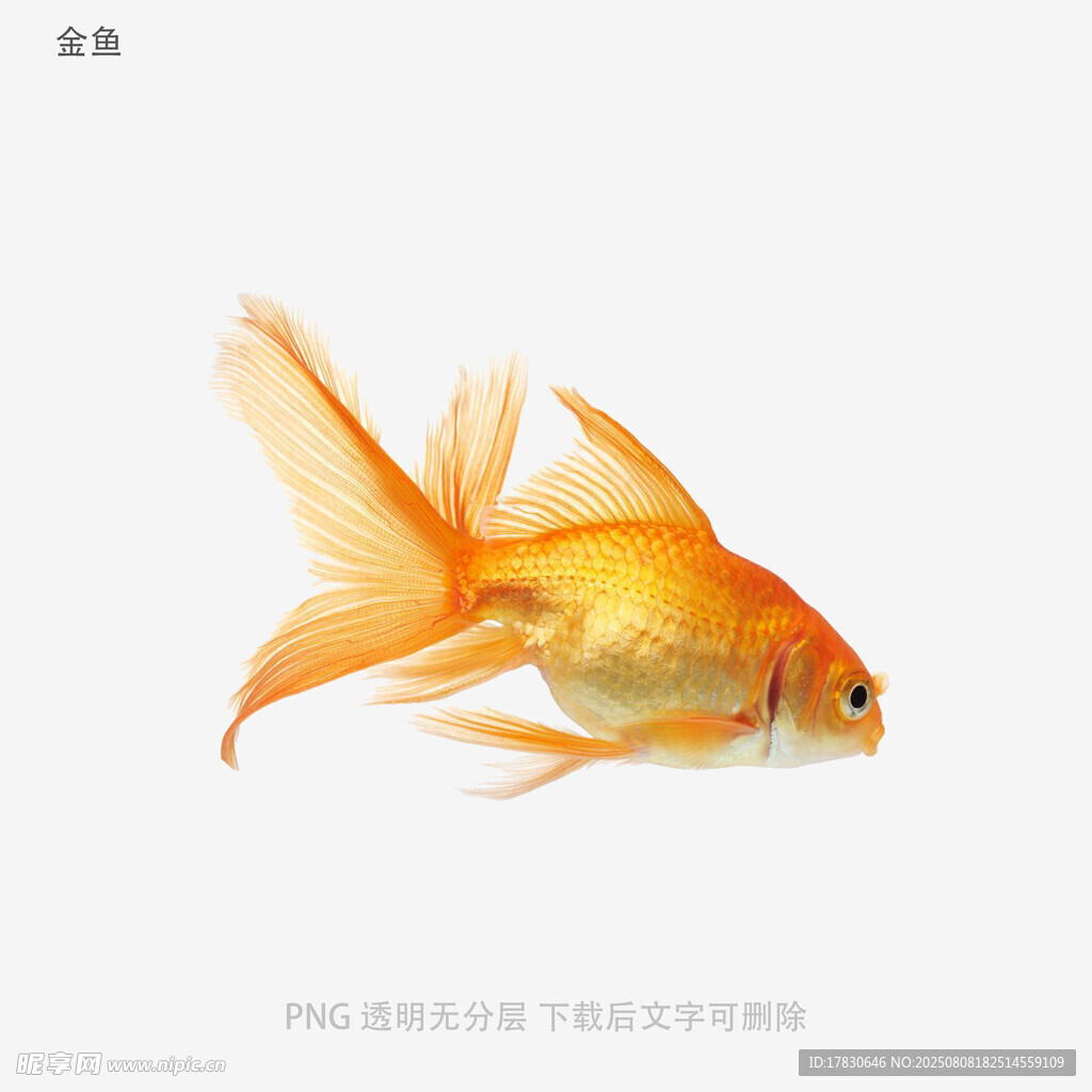 金鱼