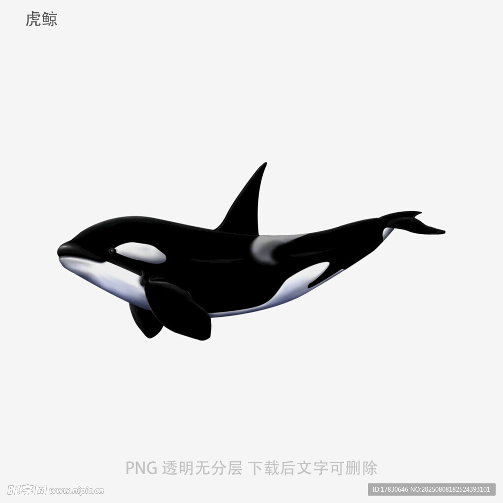 虎鲸