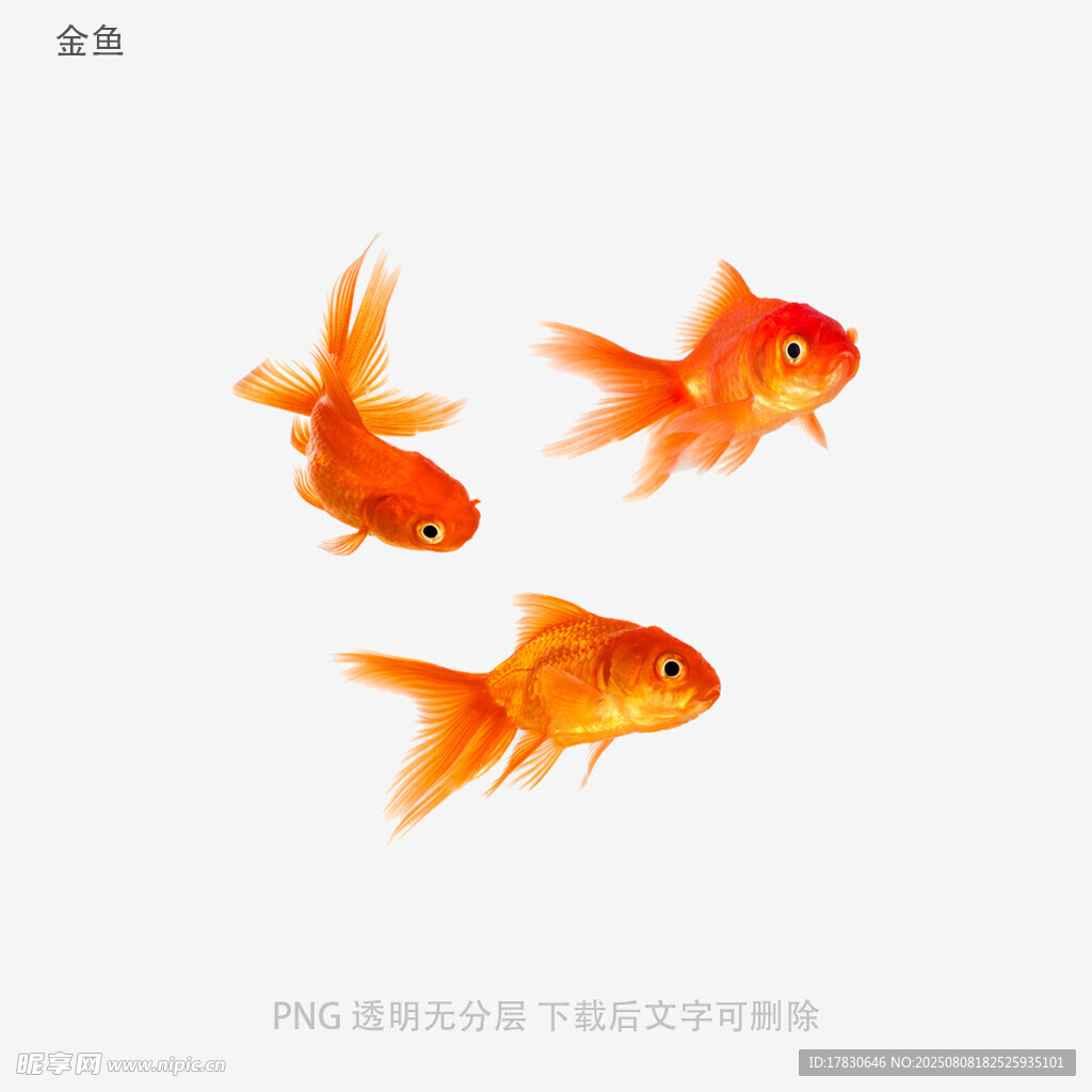 金鱼