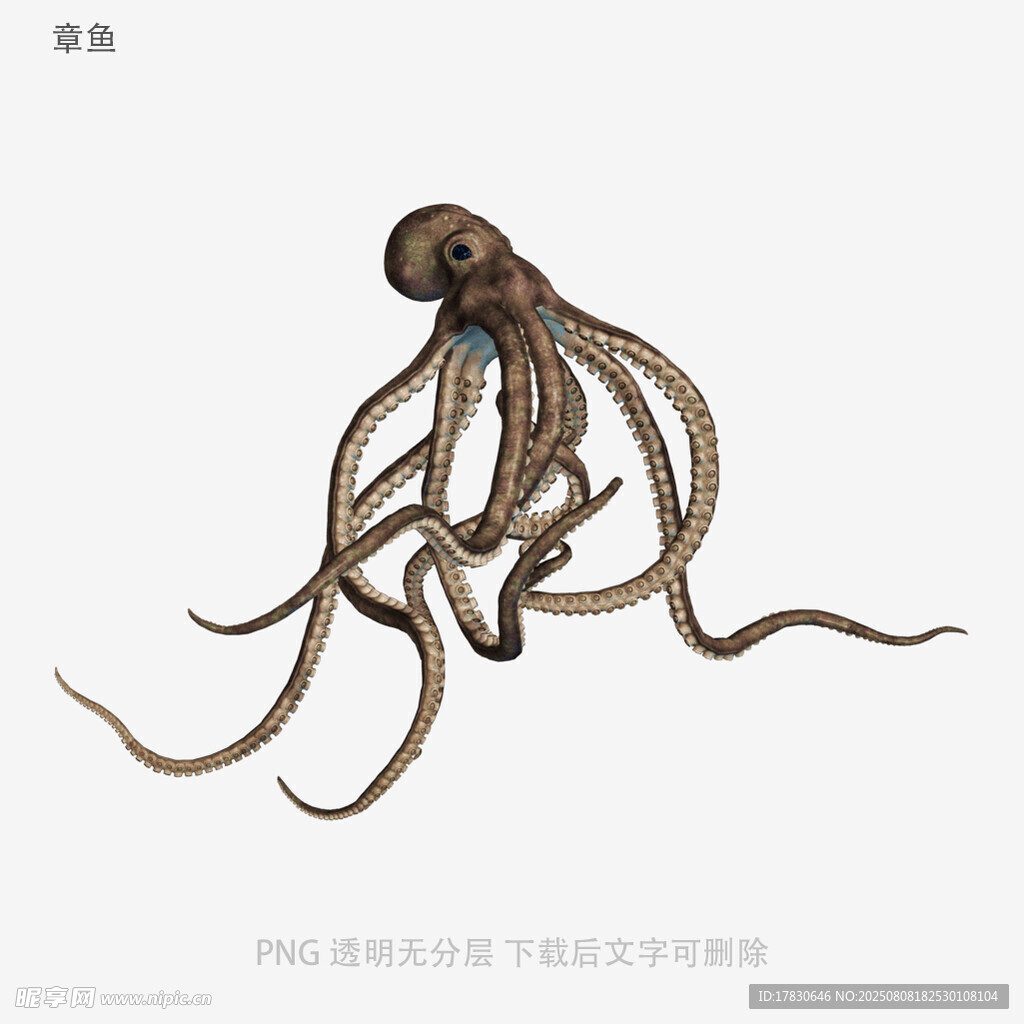章鱼