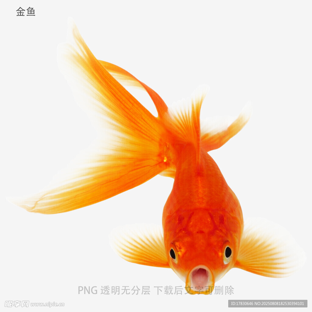 金鱼