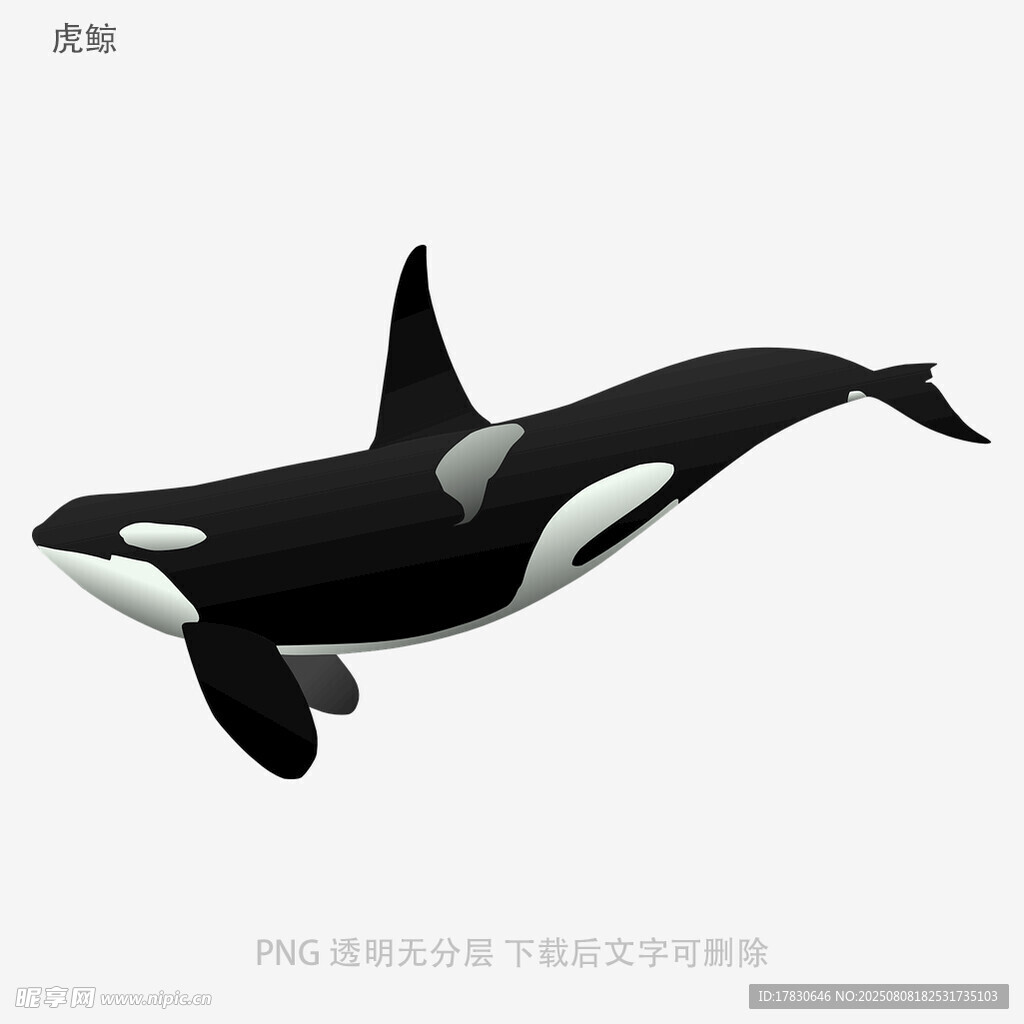 虎鲸