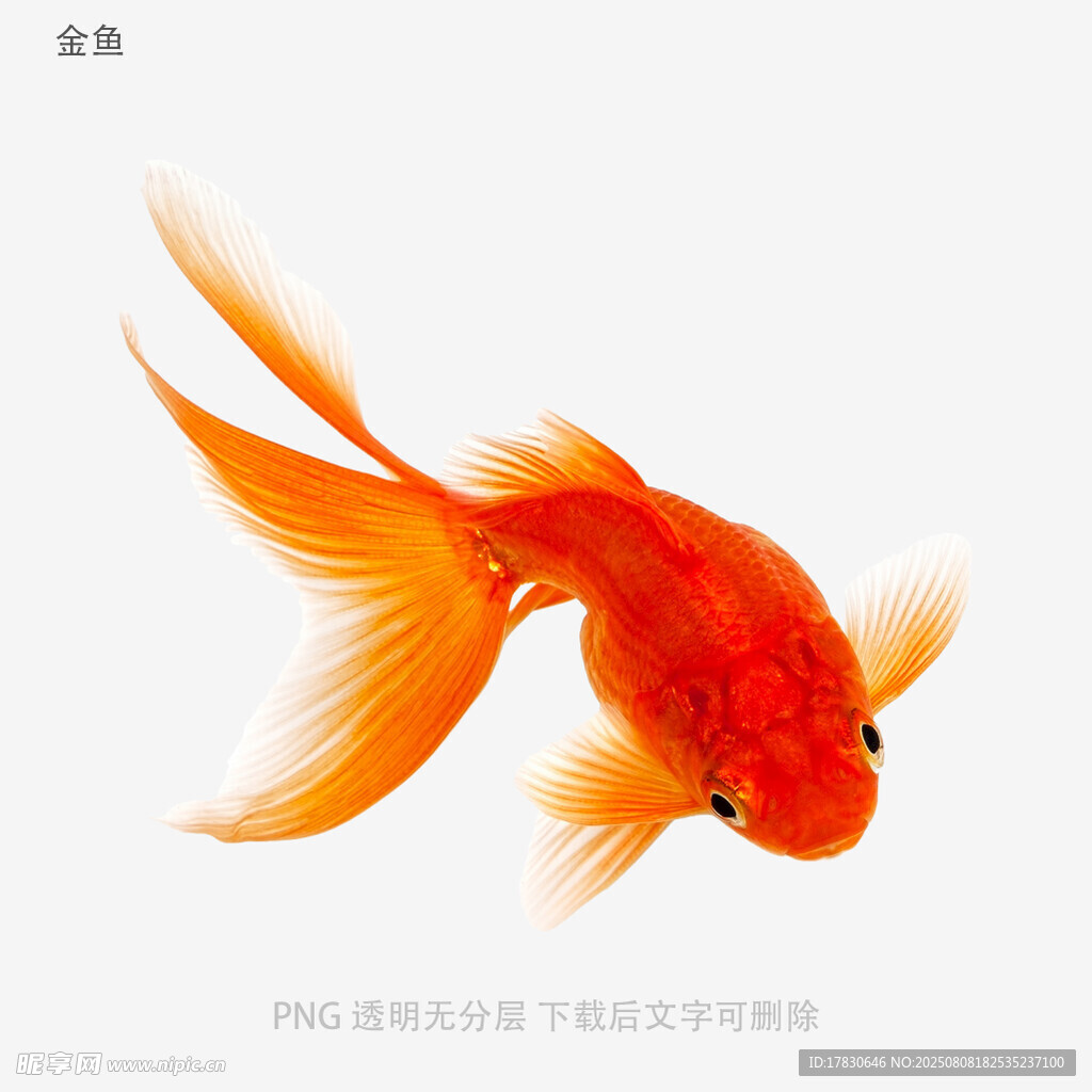 金鱼