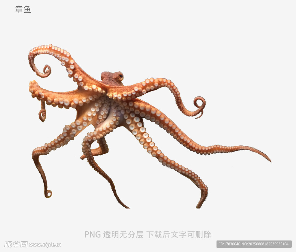 章鱼