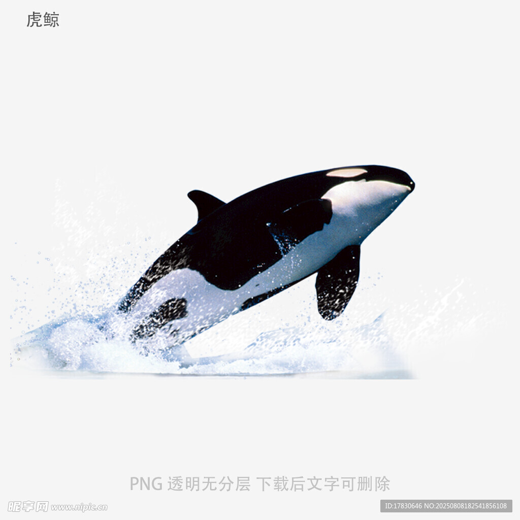 虎鲸