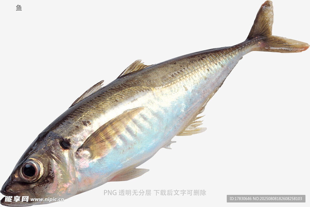 鱼