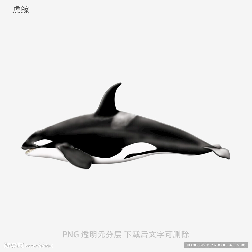 虎鲸