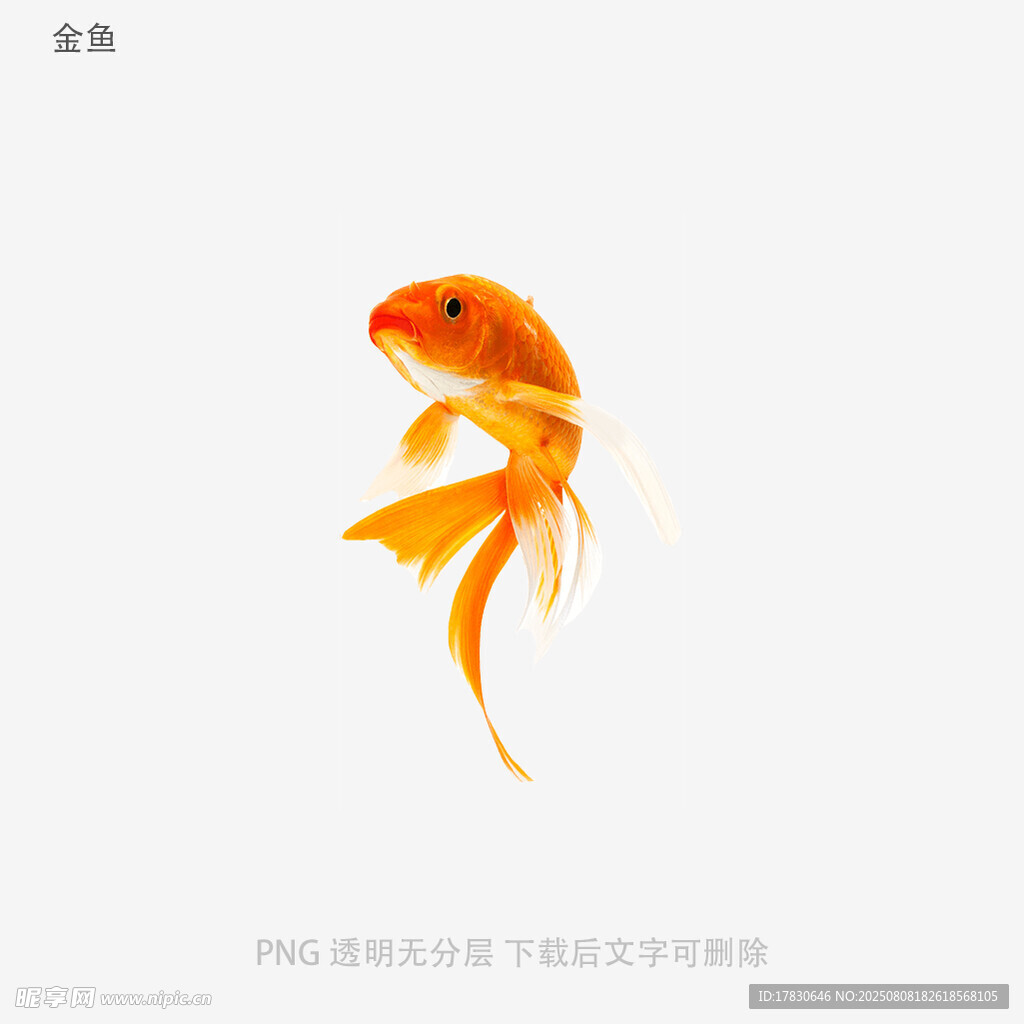 金鱼