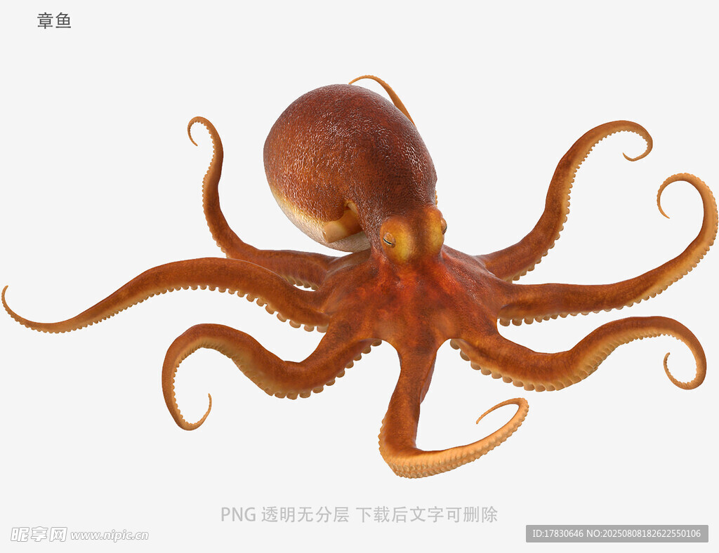 章鱼