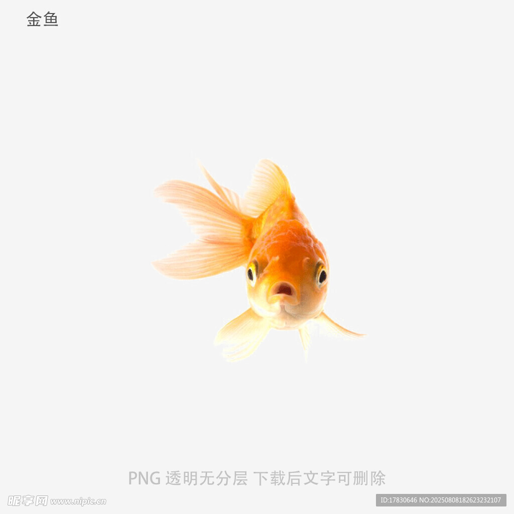 金鱼