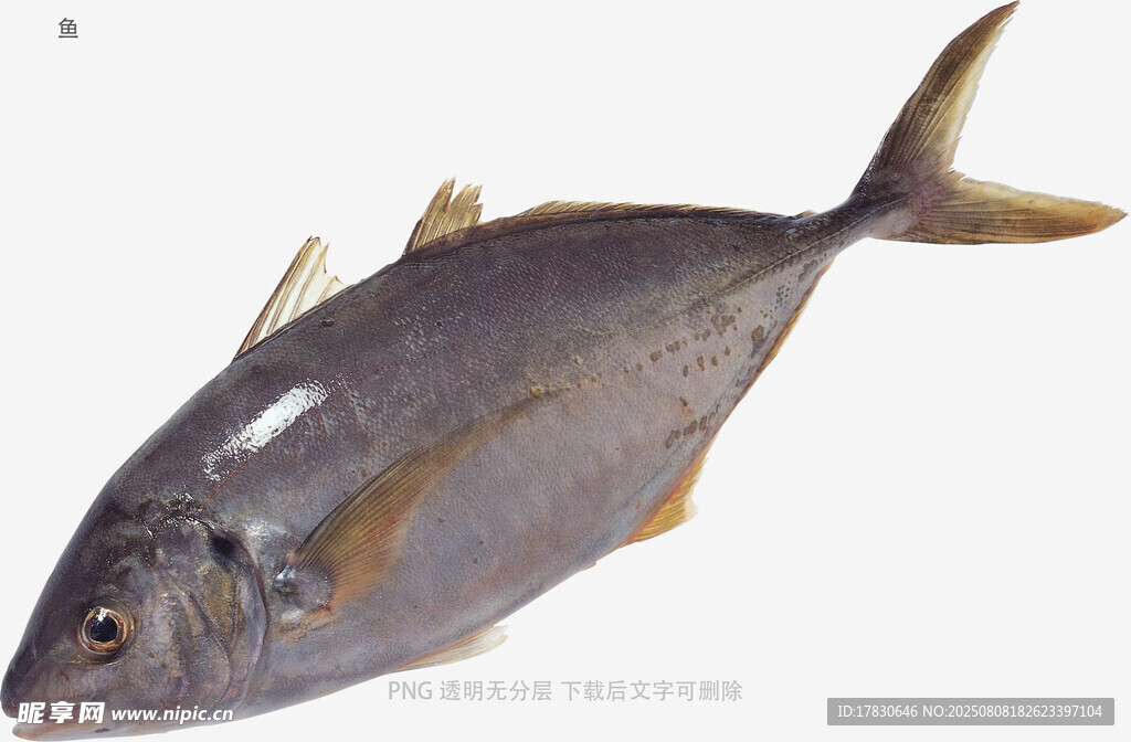 鱼