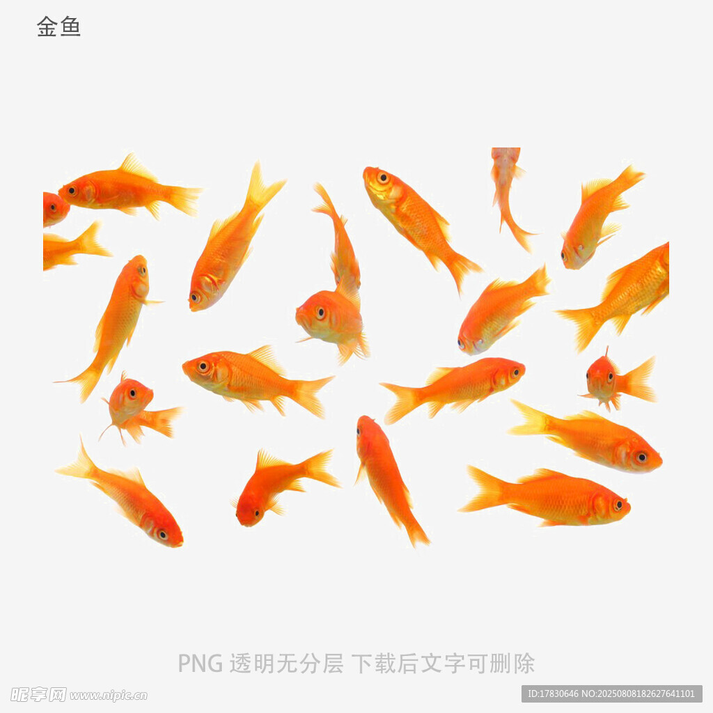 金鱼