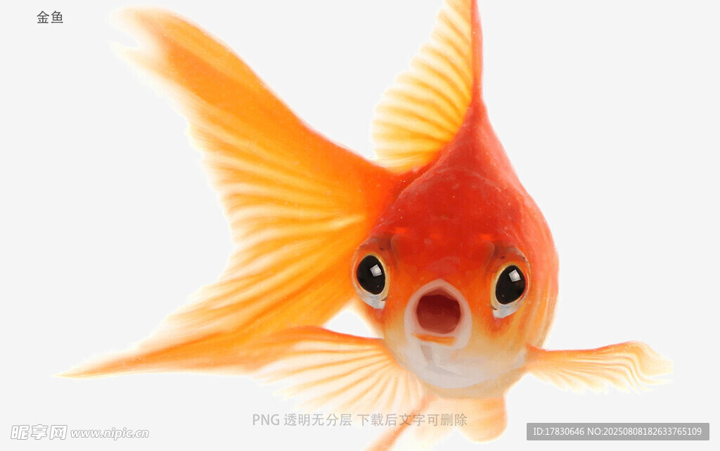 金鱼