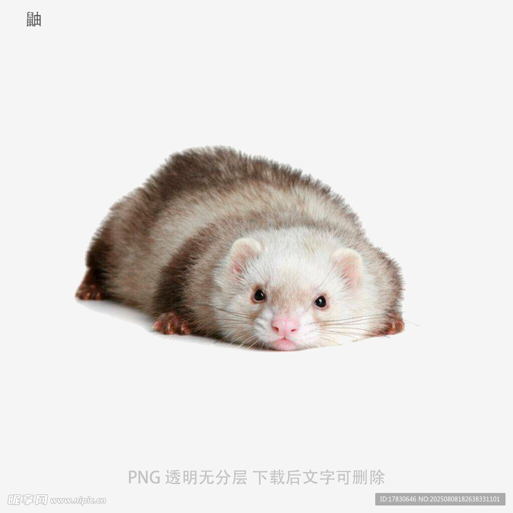 鼬