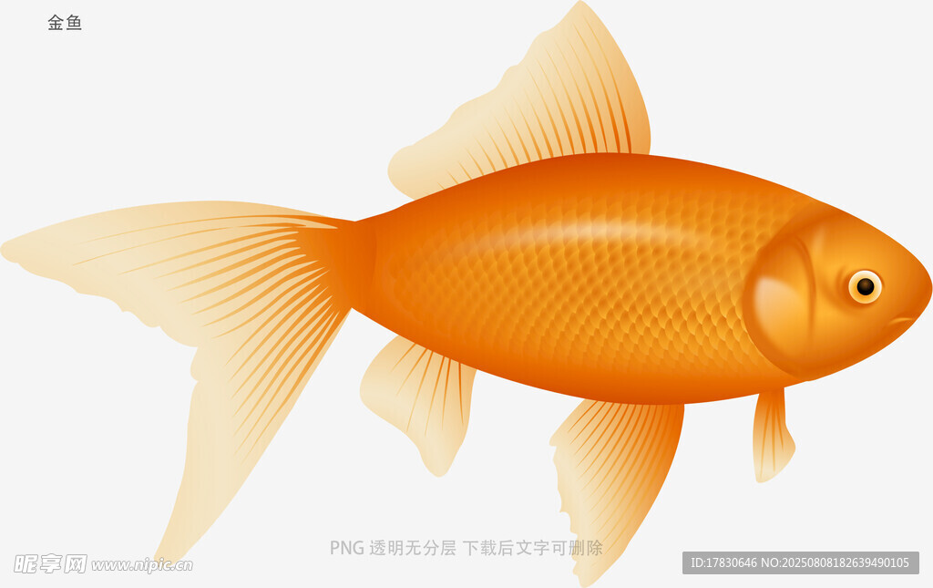 金鱼