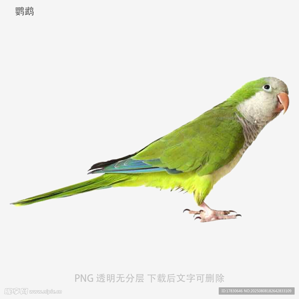 鹦鹉