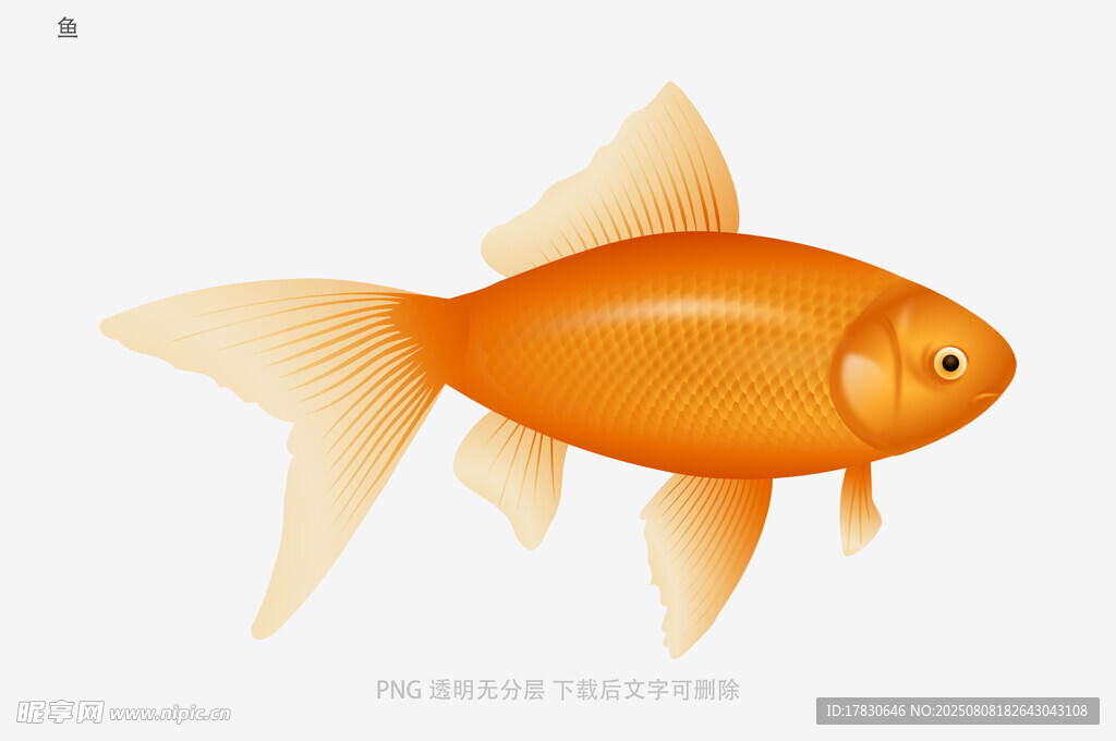 鱼