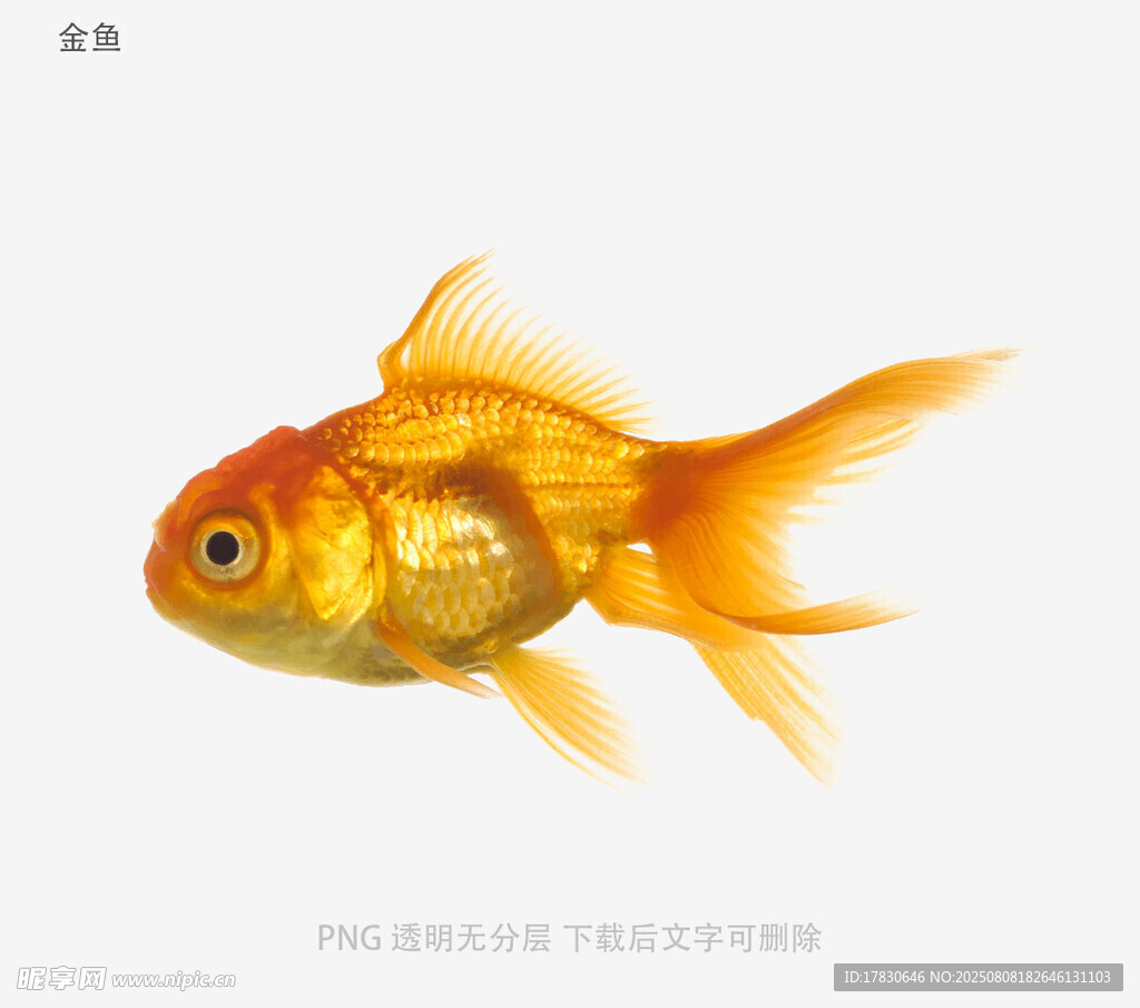 金鱼