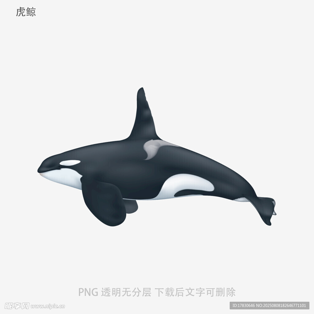 虎鲸