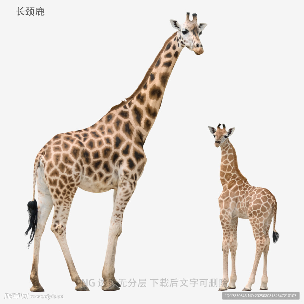 长颈鹿