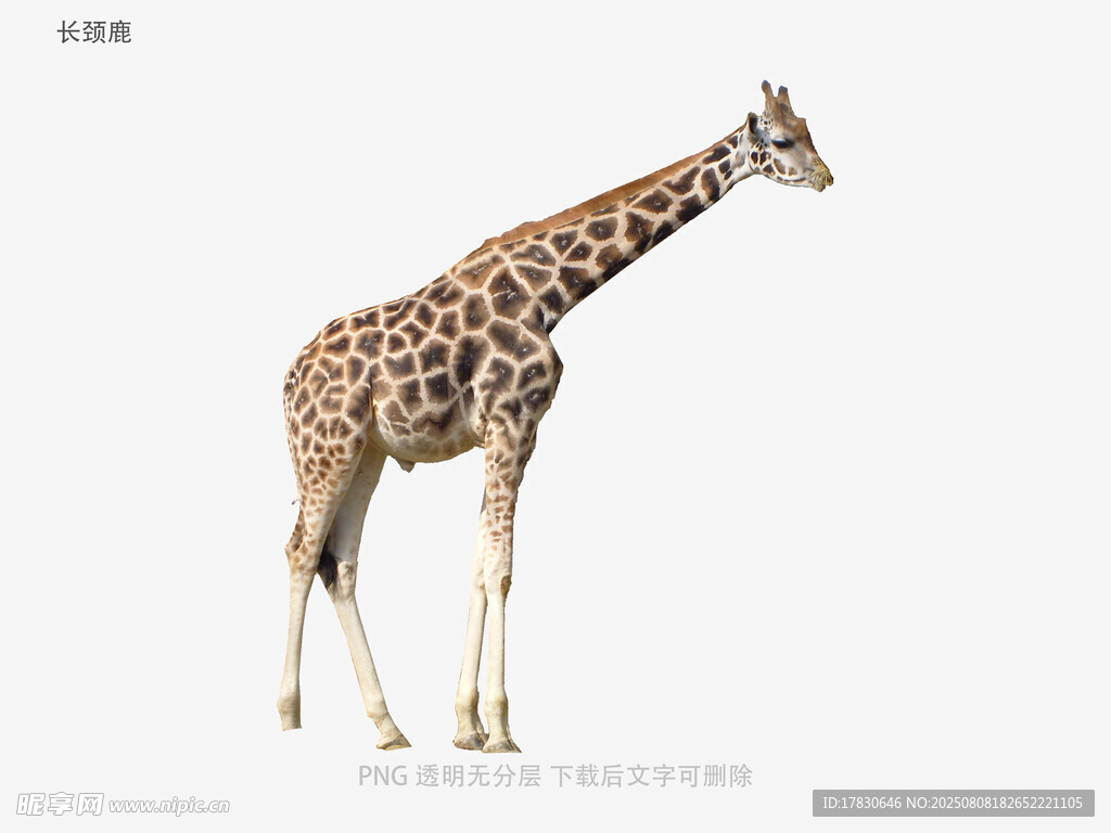 长颈鹿