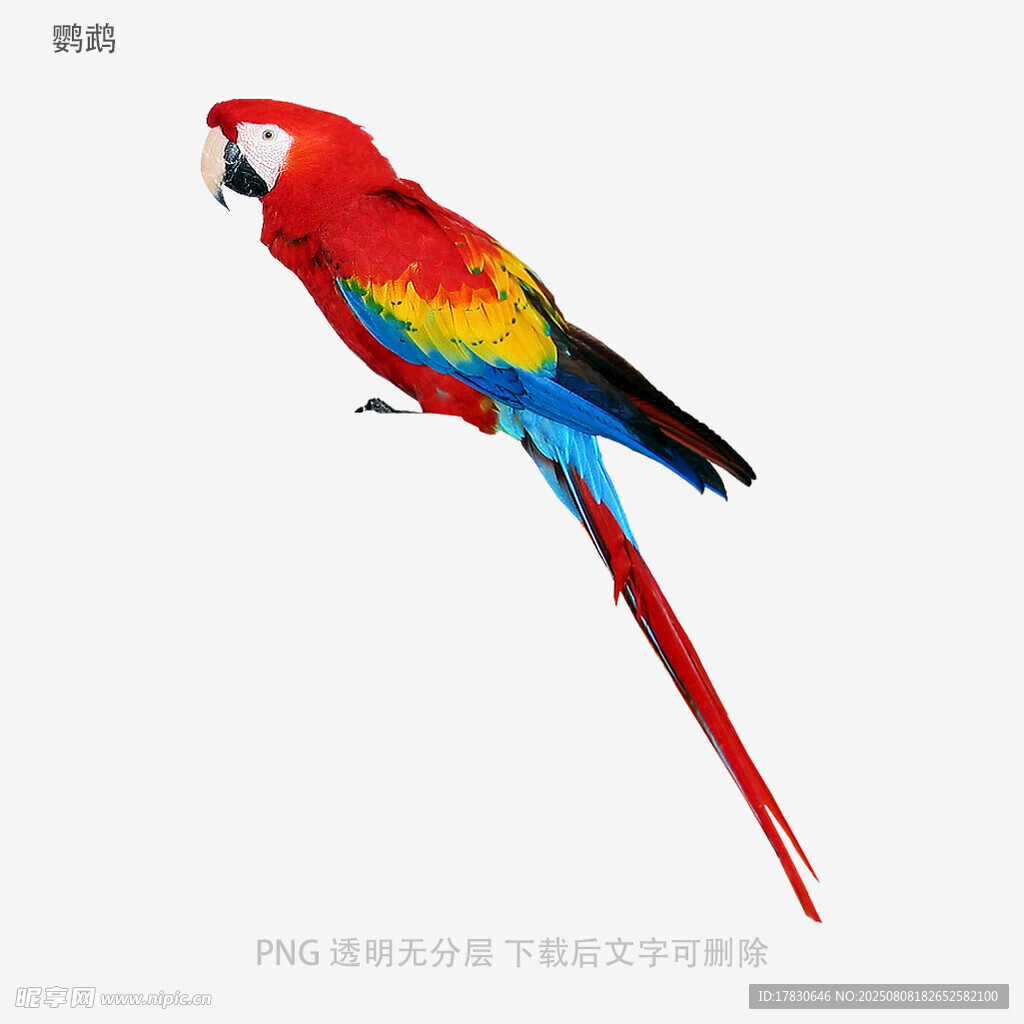 鹦鹉