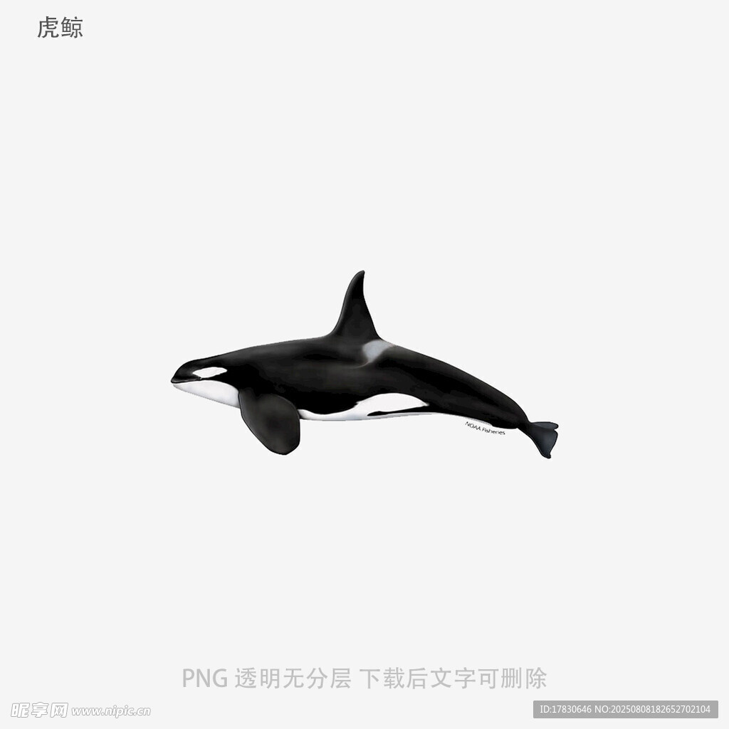 虎鲸