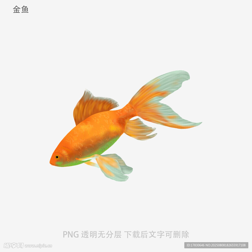 金鱼