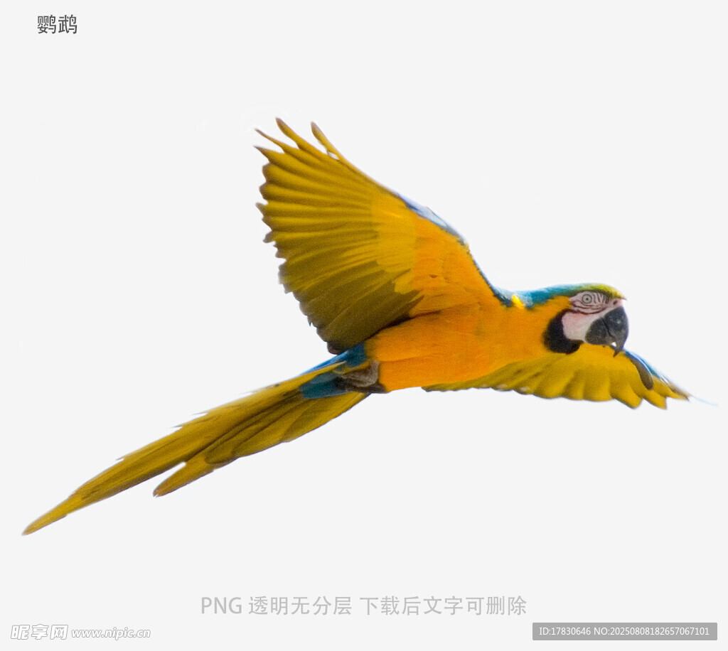 鹦鹉