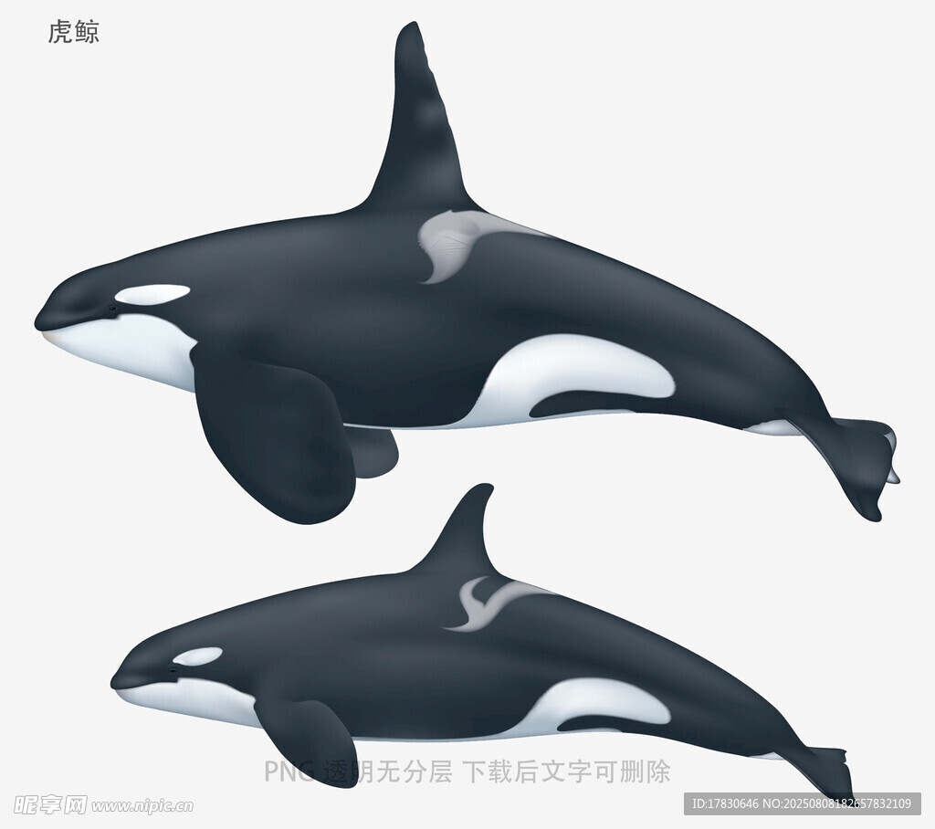 虎鲸