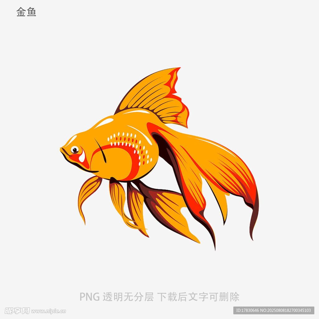 金鱼