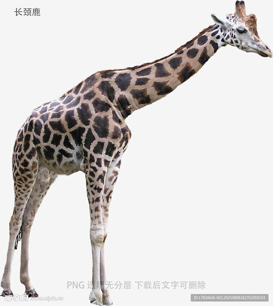 长颈鹿