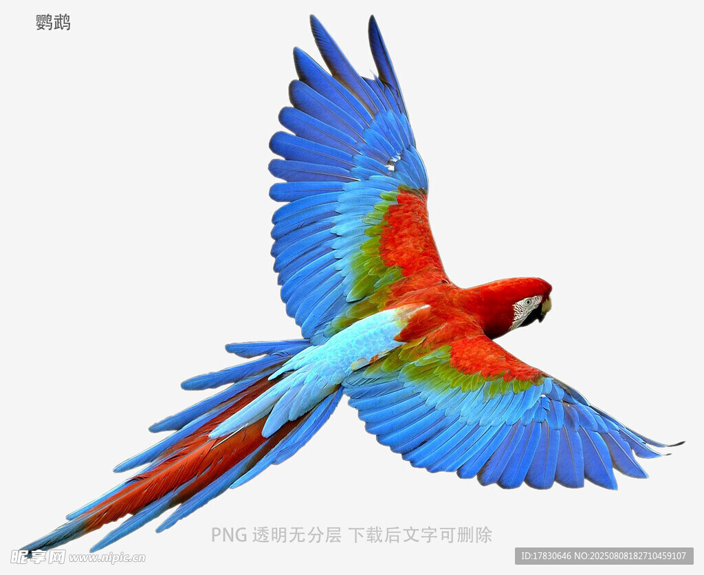 鹦鹉