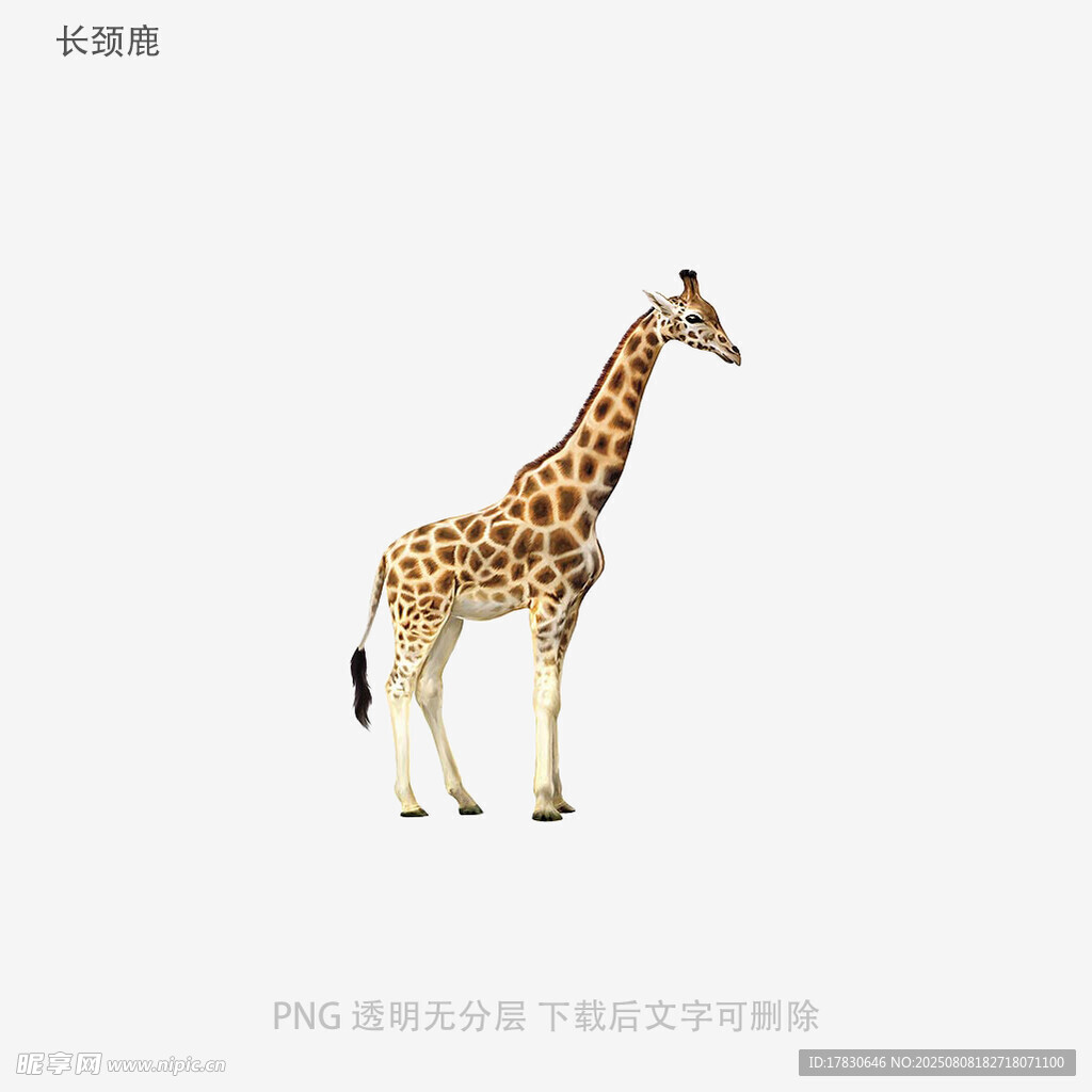 长颈鹿