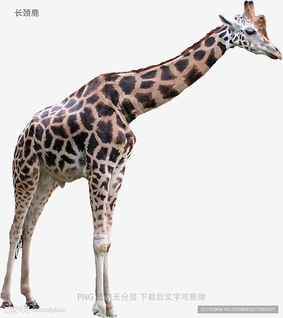 长颈鹿