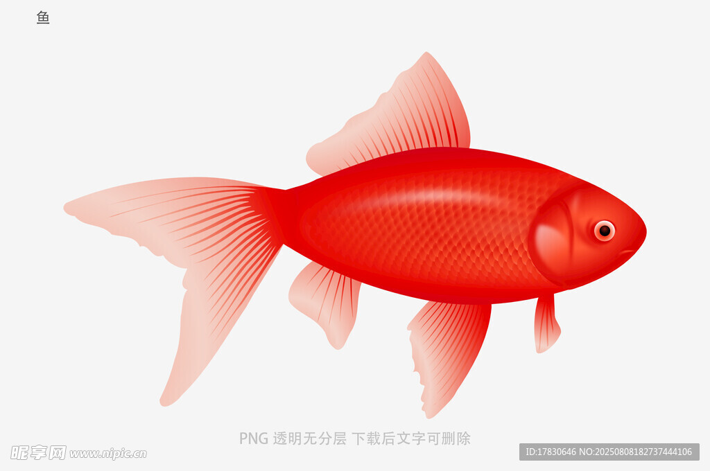 鱼