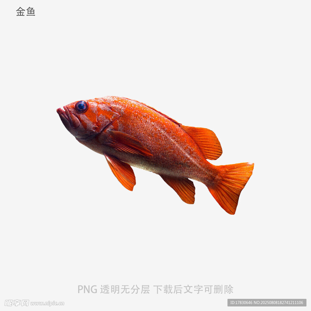 金鱼