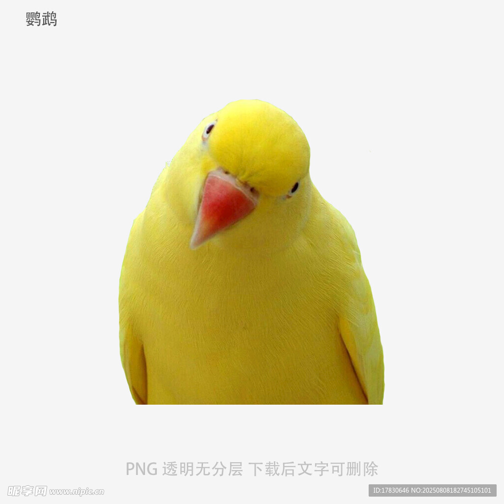 鹦鹉