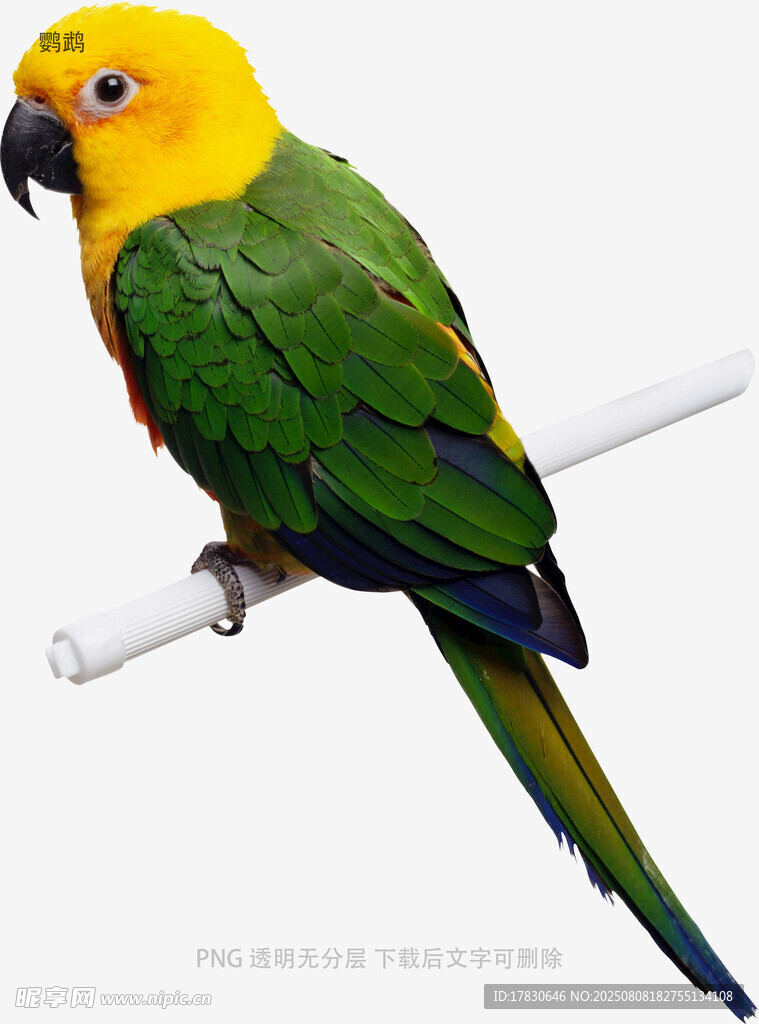 鹦鹉