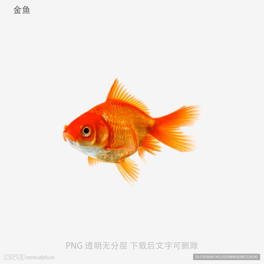 金鱼