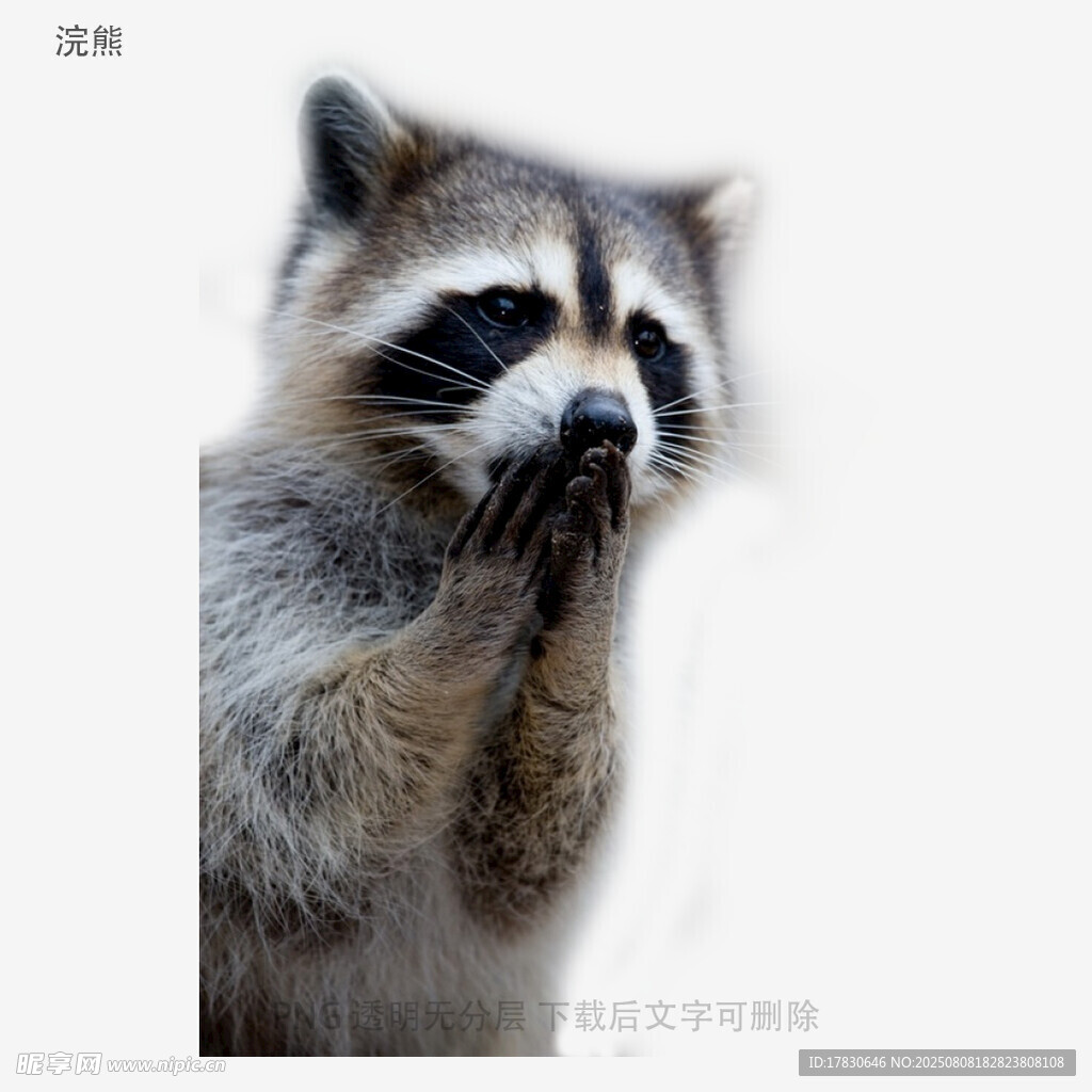 浣熊