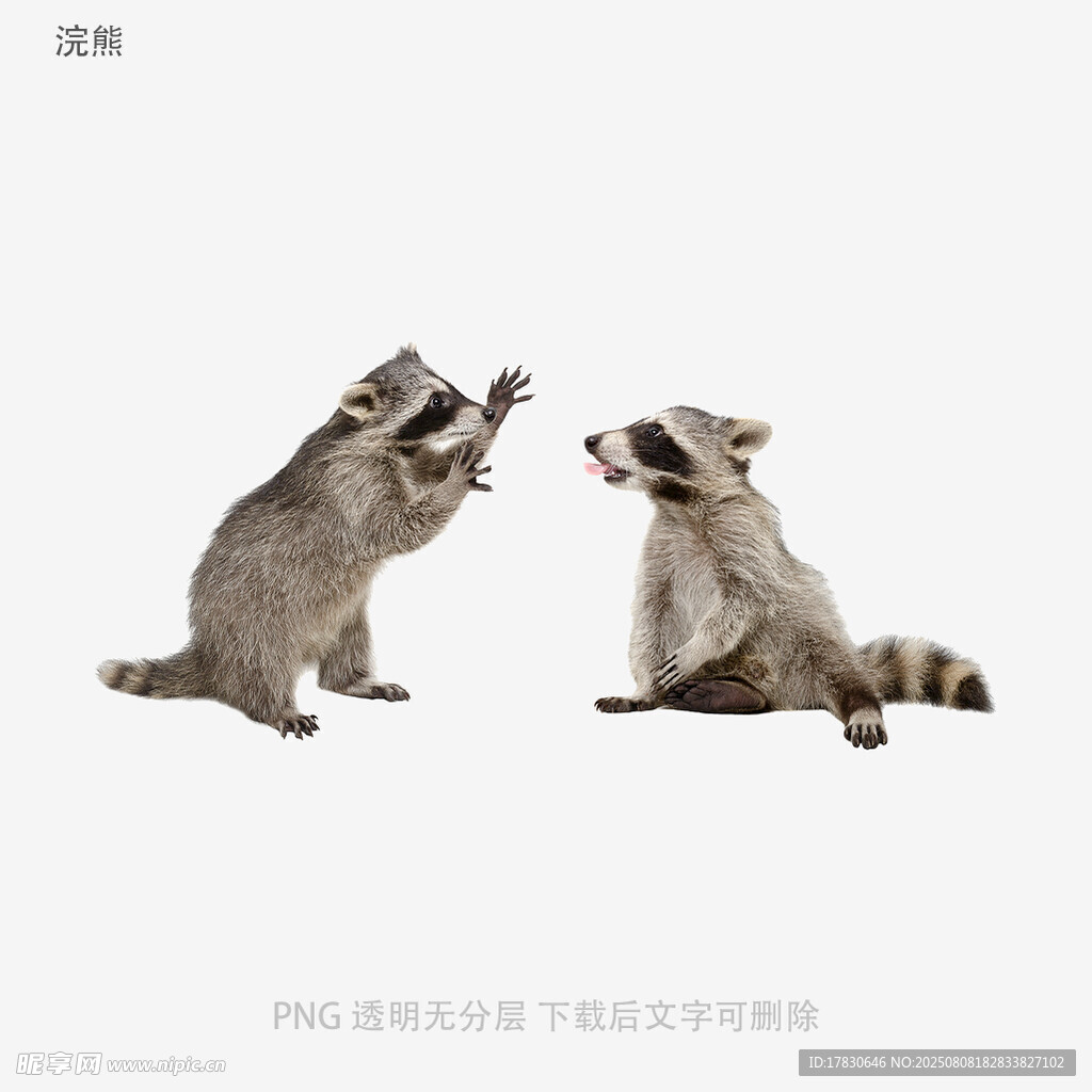 浣熊