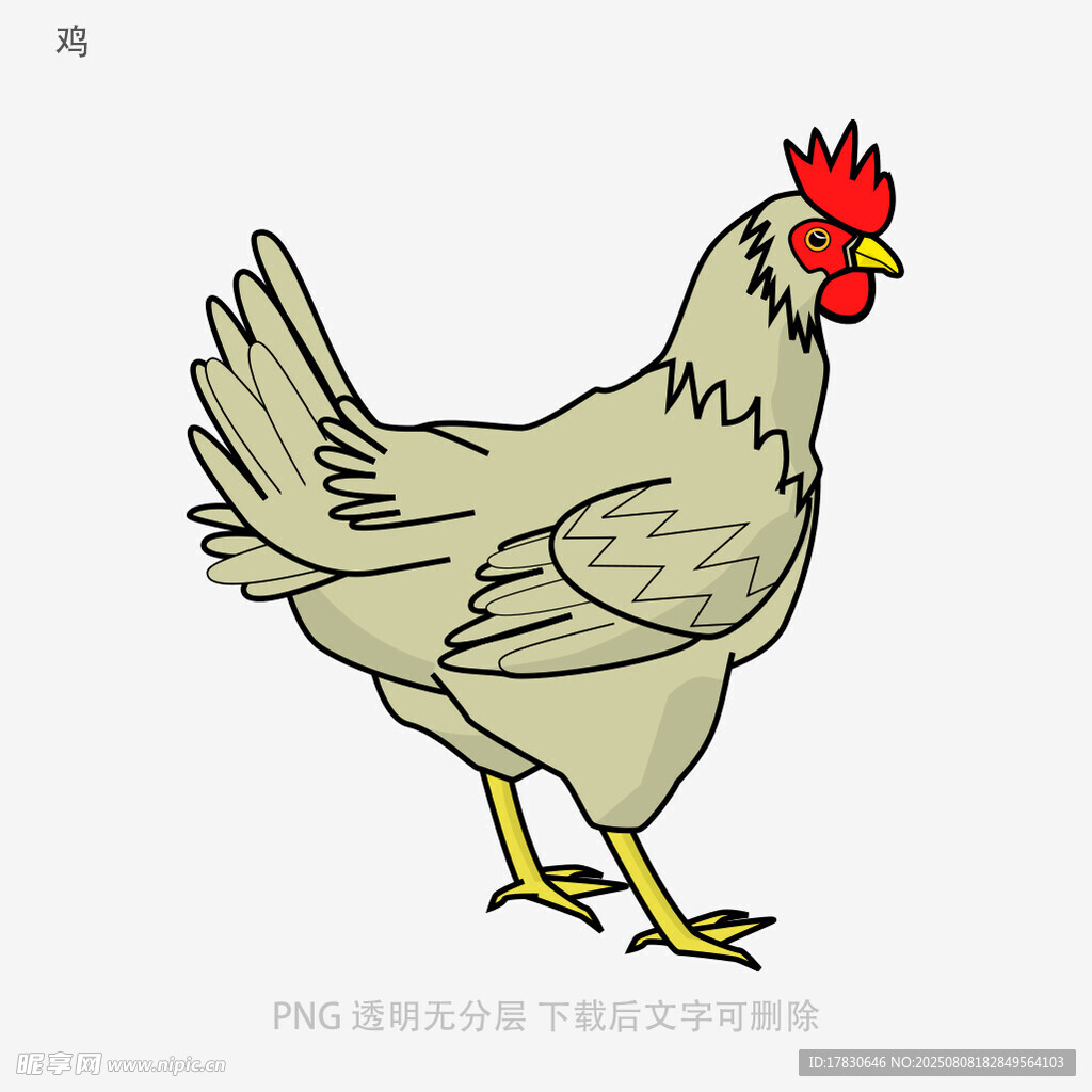 鸡