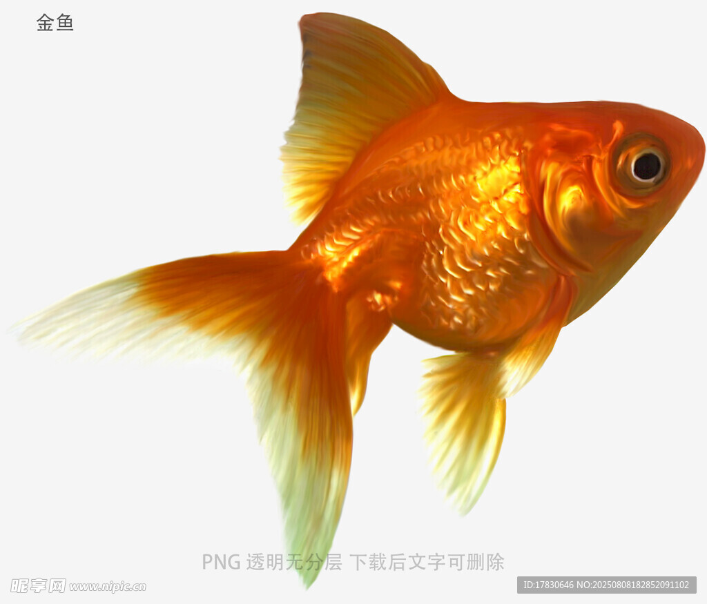 金鱼