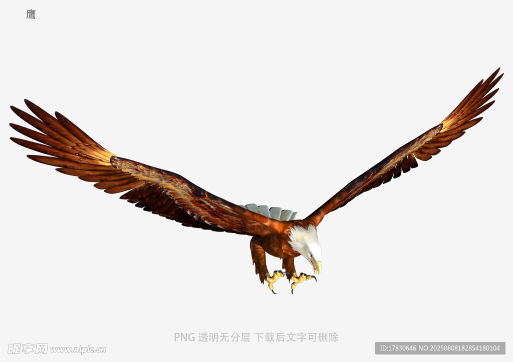 鹰