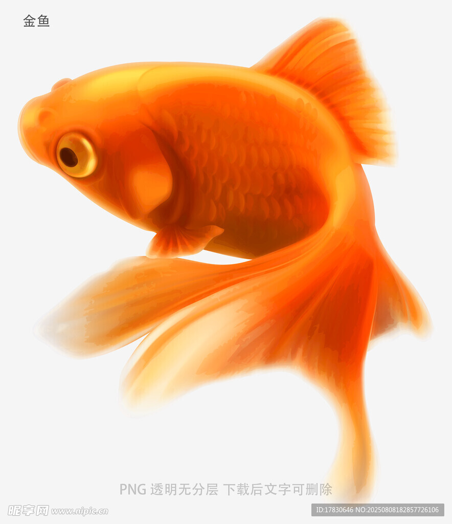 金鱼