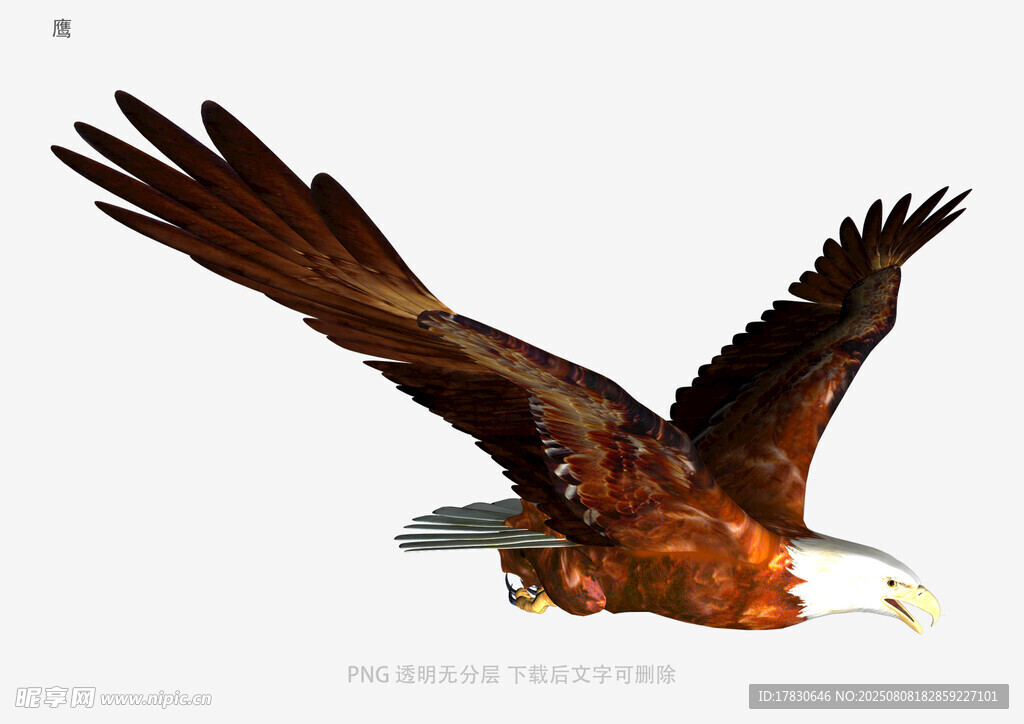鹰