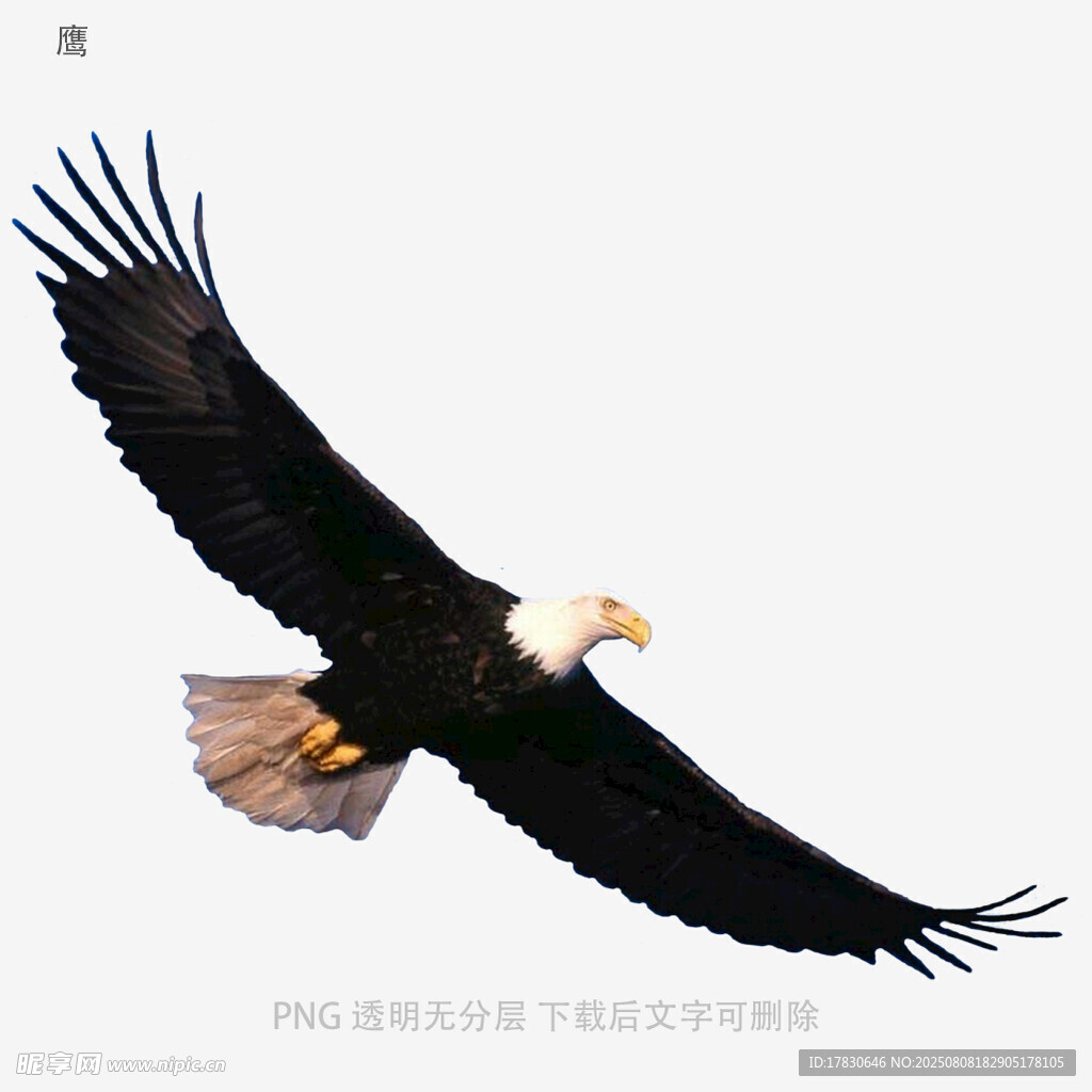 鹰