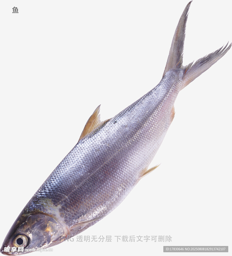 鱼