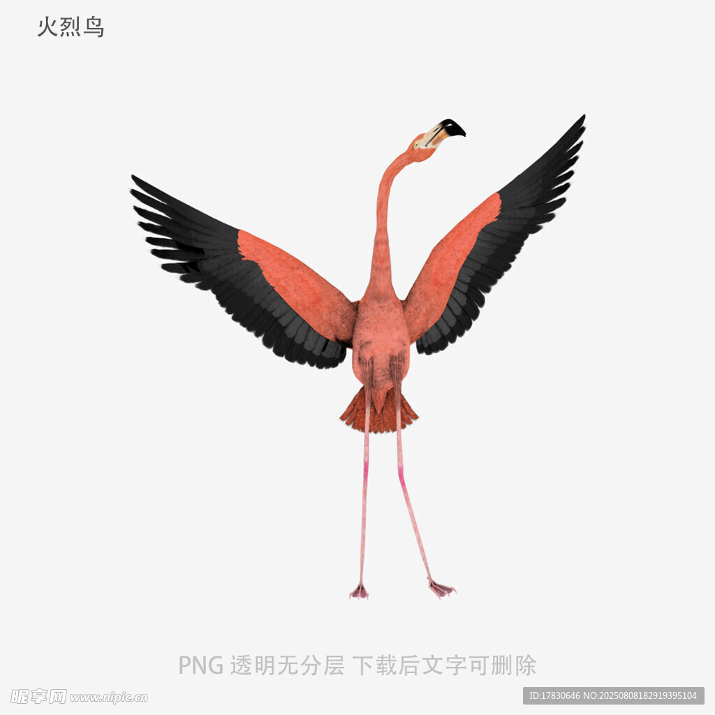火烈鸟